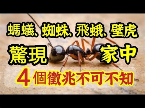 家裡突然出現很多螞蟻|家裡有螞蟻怎麼辦？專家告訴你5招如何消滅螞蟻大軍。